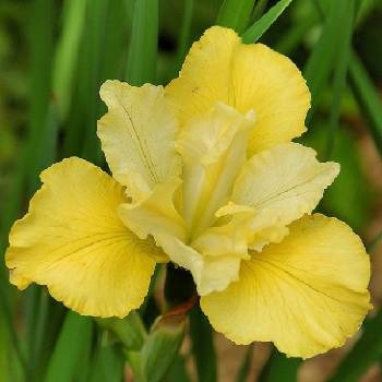 Ирис Iris sibirica ‘Summer Revels’